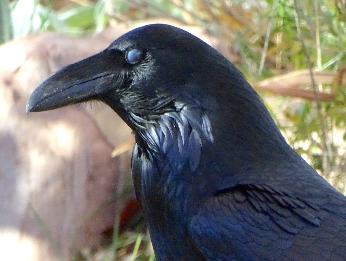 Erroi handia - ML646934417