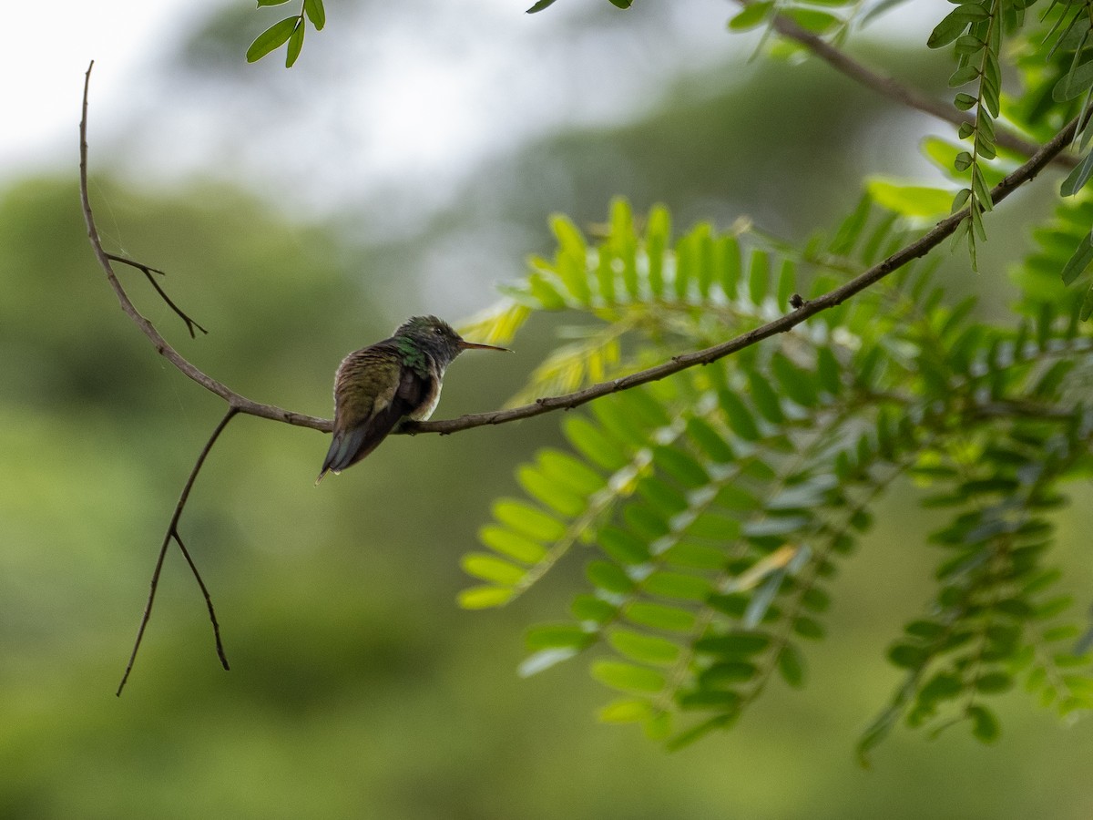 Versicolored Emerald - ML646934418