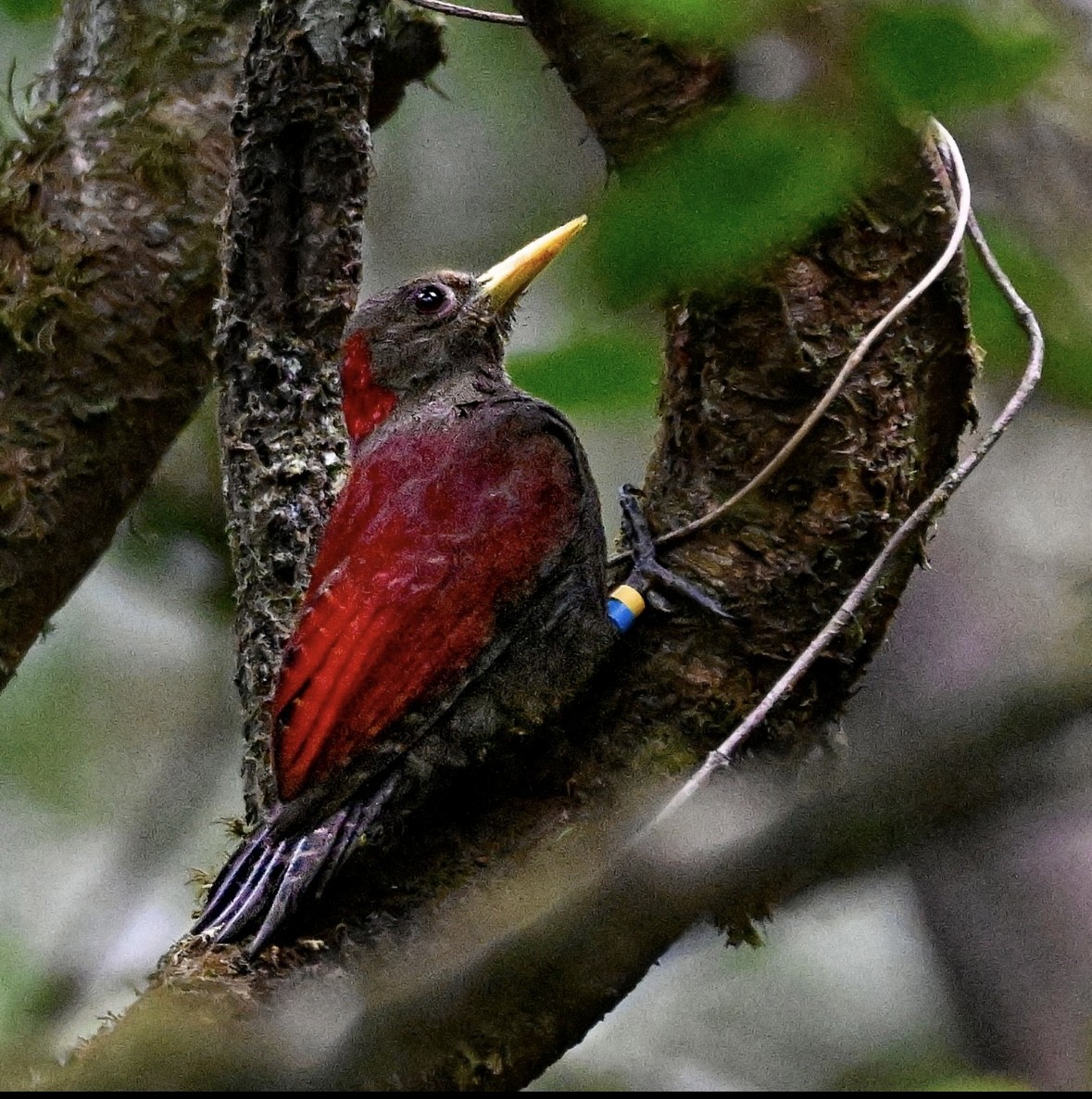 Pito Herrumbroso - ML646934419