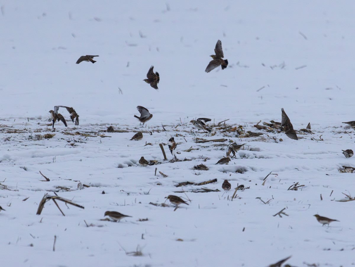 sněhule severní - ML646934420