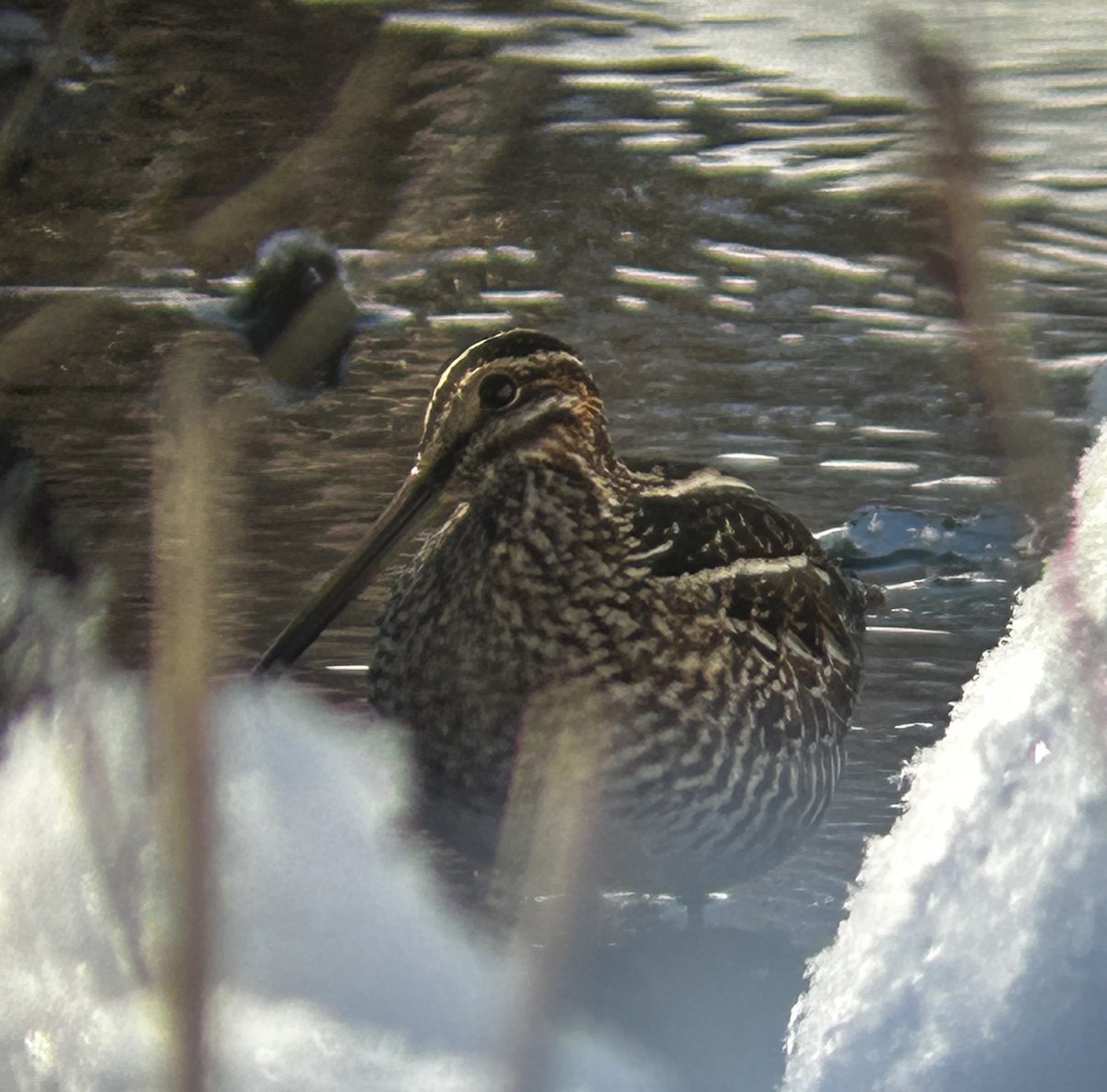 アメリカタシギ - ML646934434