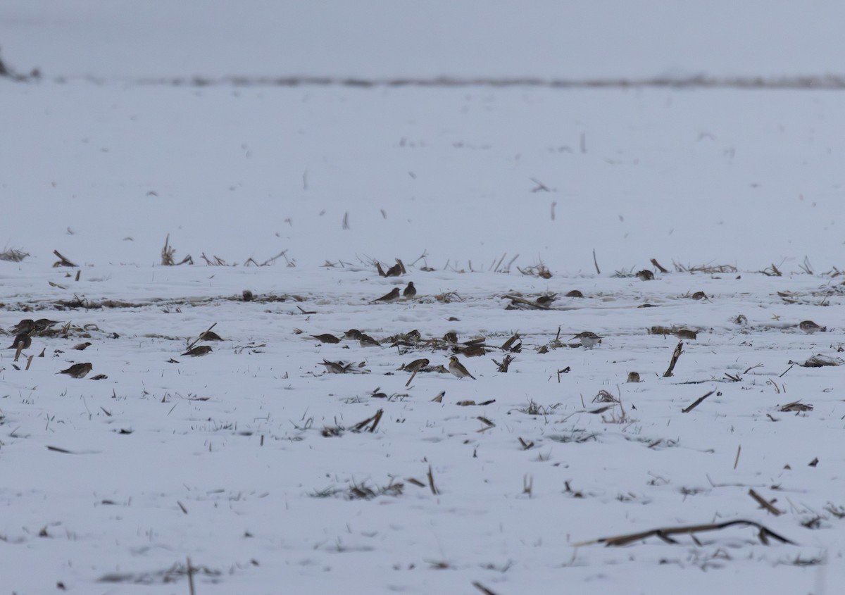 skřivan ouškatý - ML646934436