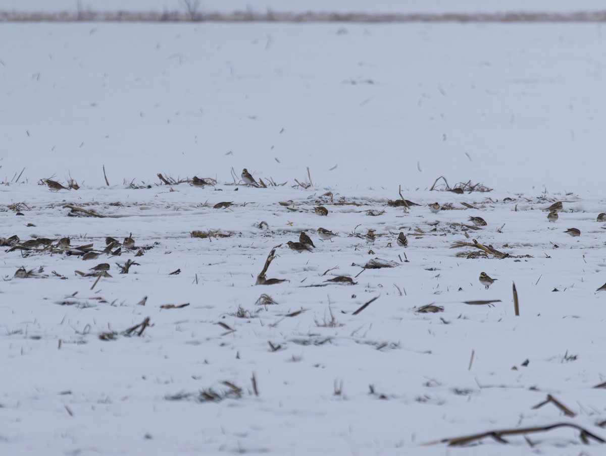 skřivan ouškatý - ML646934437