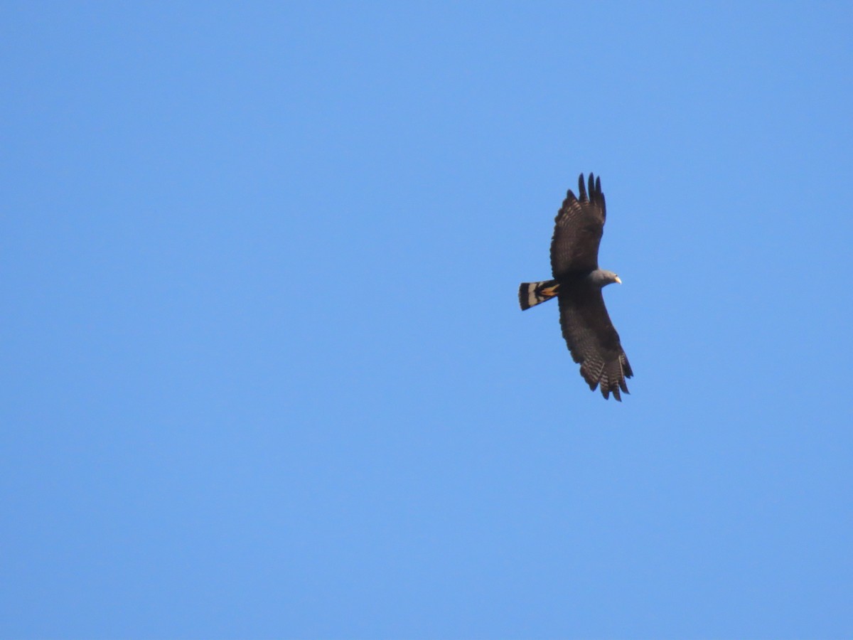 Zone-tailed Hawk - ML646934456