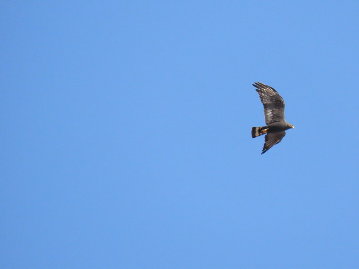 Zone-tailed Hawk - ML646934457