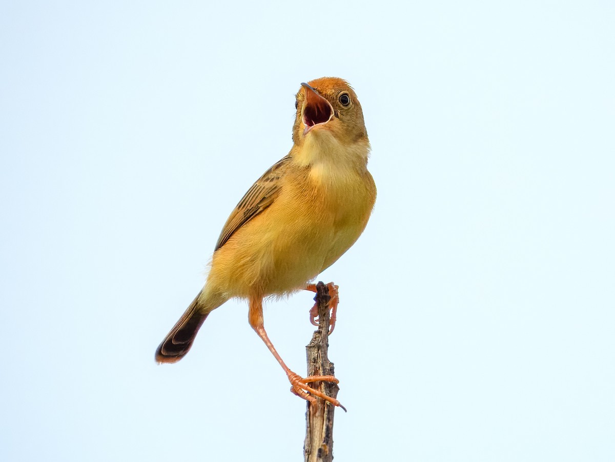 Cisticole à couronne dorée - ML646934460
