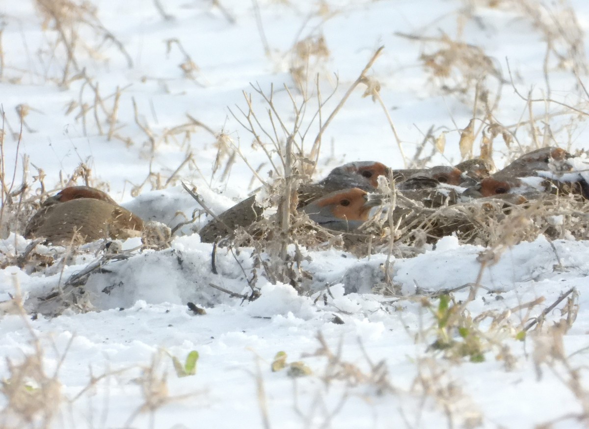 koroptev polní - ML646934462