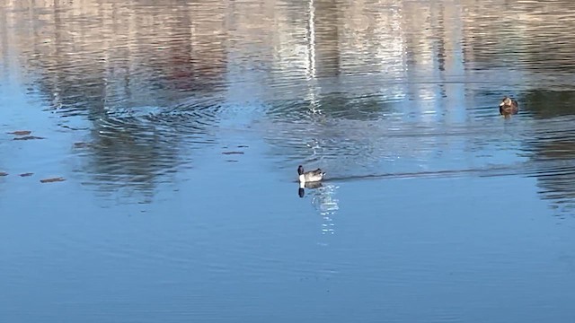 Шилохвіст північний - ML646934463