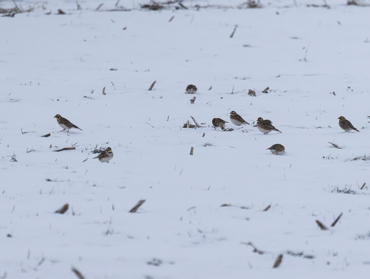 skřivan ouškatý - ML646934464