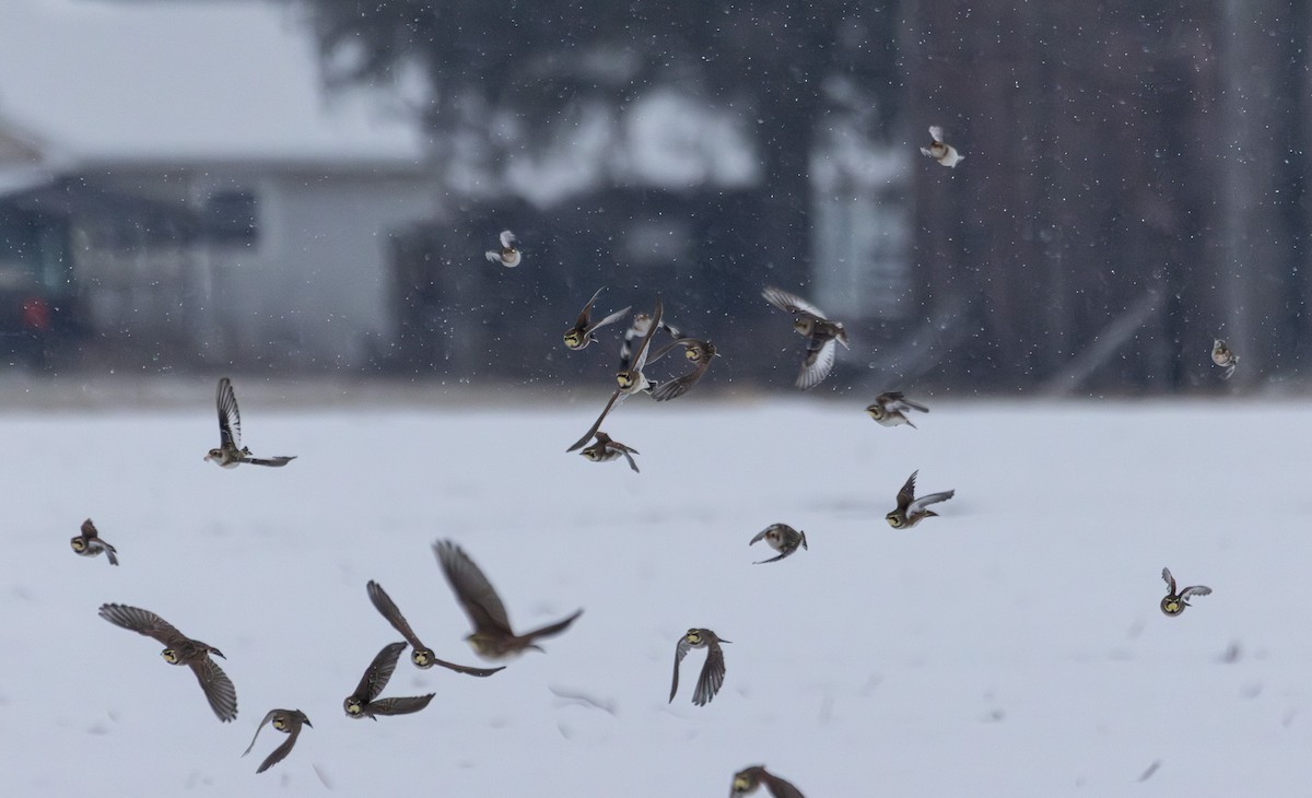 skřivan ouškatý - ML646934465