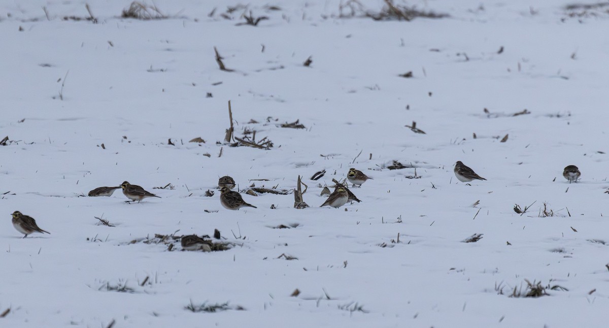 skřivan ouškatý - ML646934466