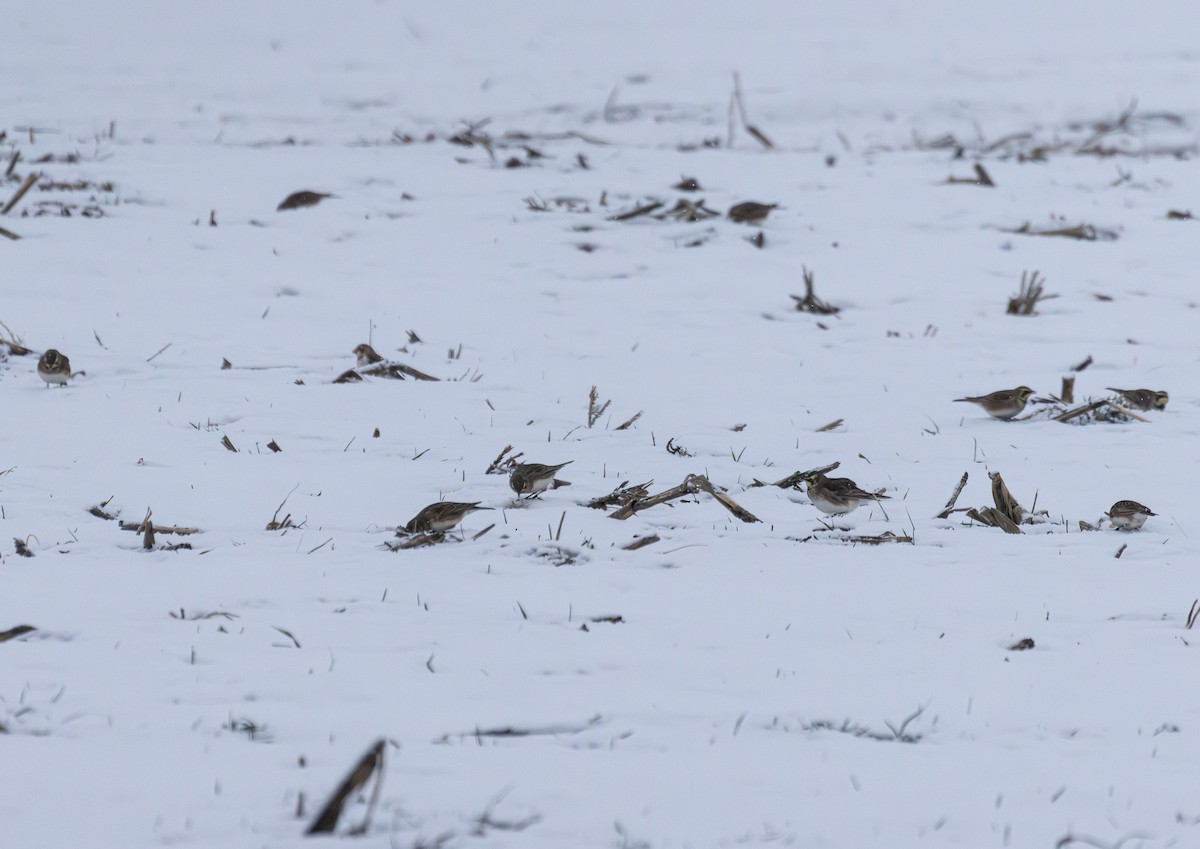 skřivan ouškatý - ML646934467