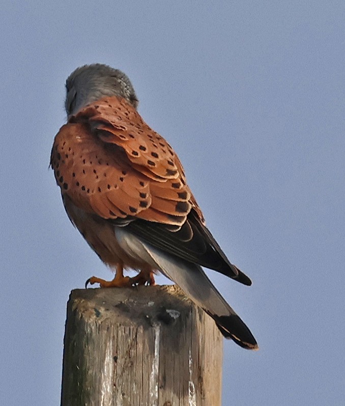 Eurasian Kestrel - ML646934468