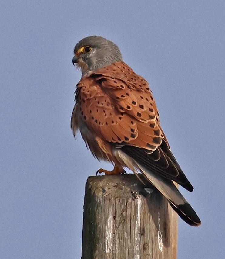 Eurasian Kestrel - ML646934469