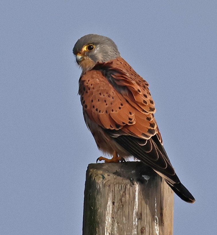Eurasian Kestrel - ML646934470