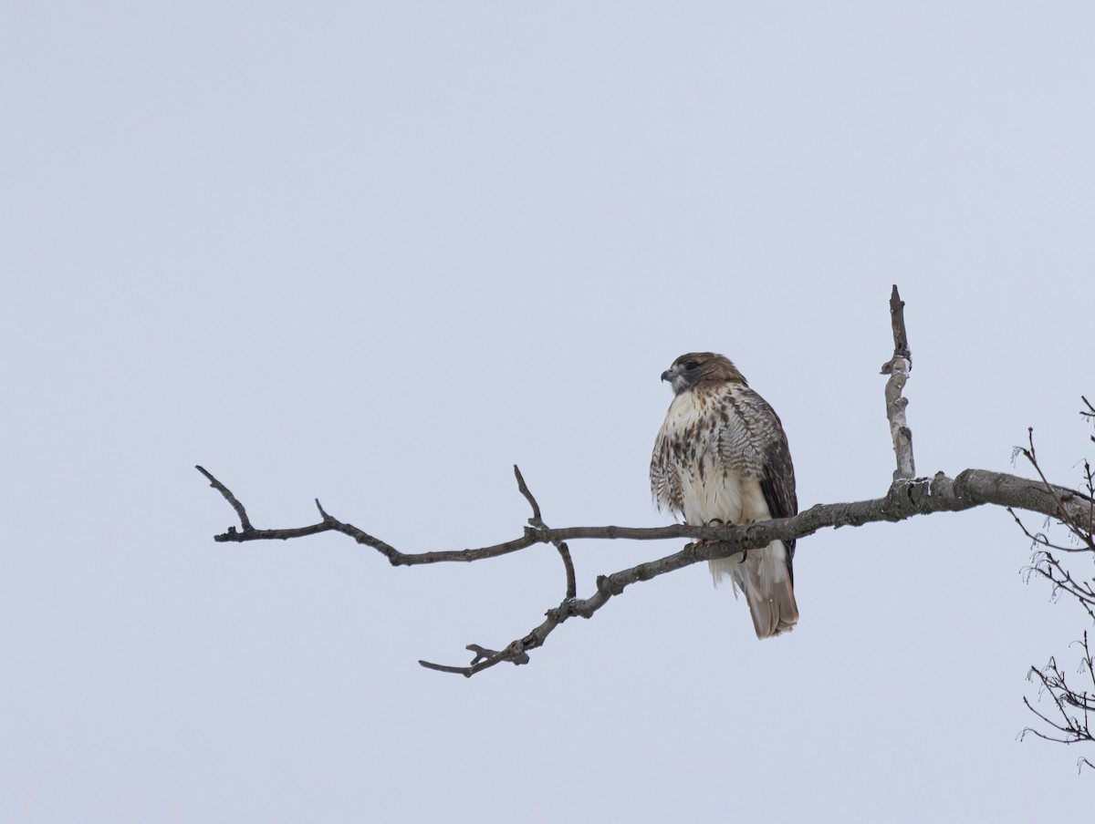 káně rudochvostá - ML646934479