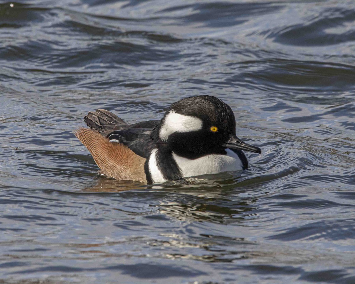 Hooded Merganser - ML646934481