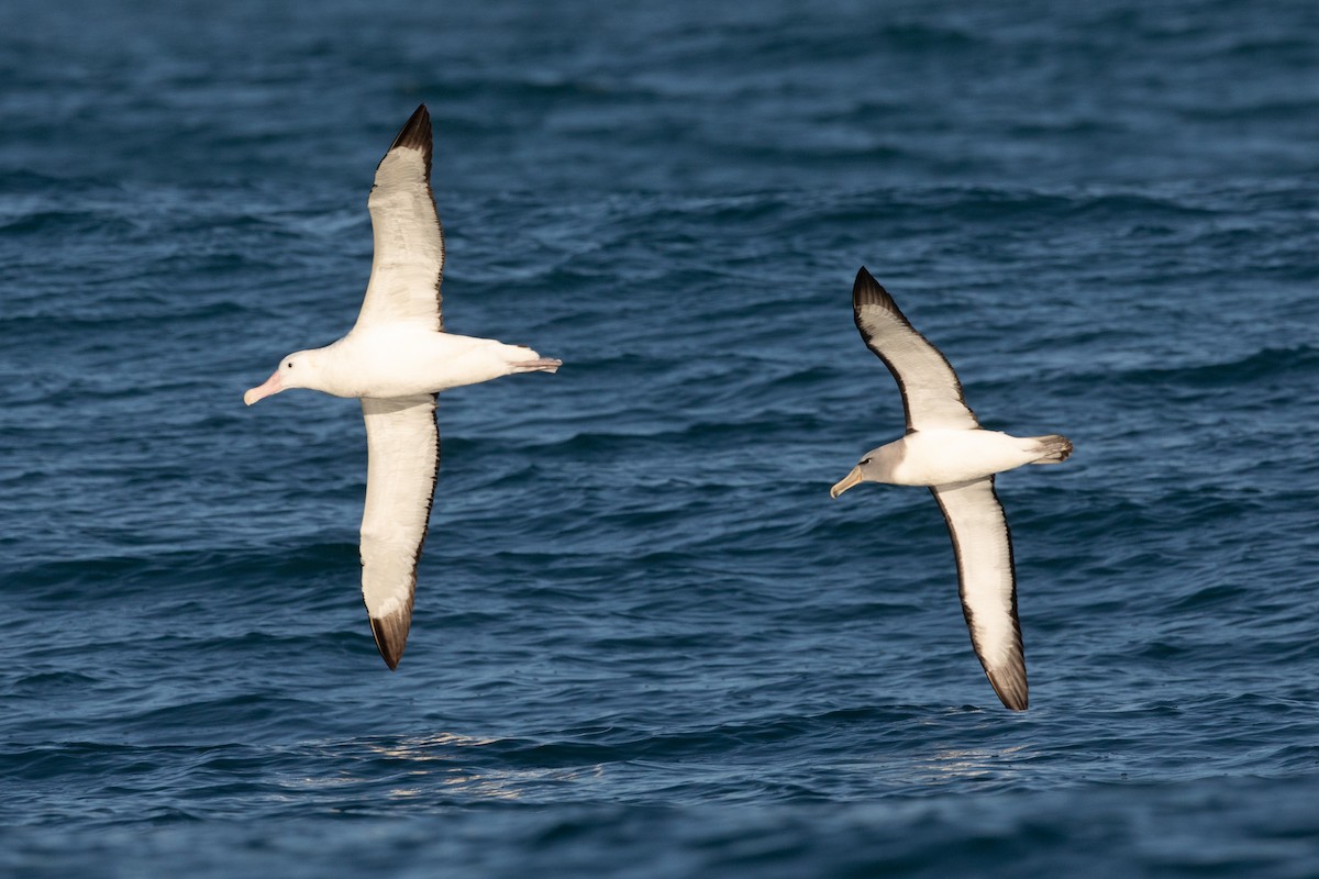 albatros stěhovavý/tristanský/jižní - ML646934486