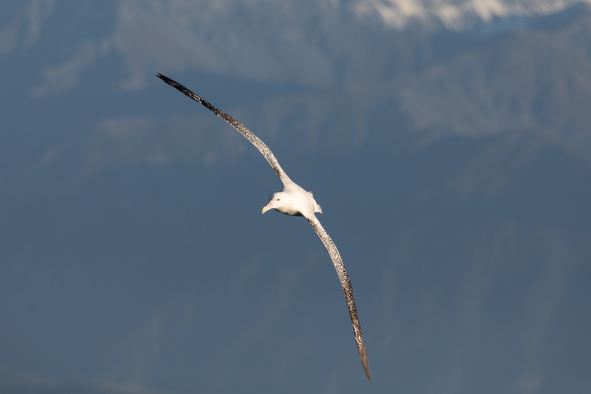 albatros stěhovavý/tristanský/jižní - ML646934487