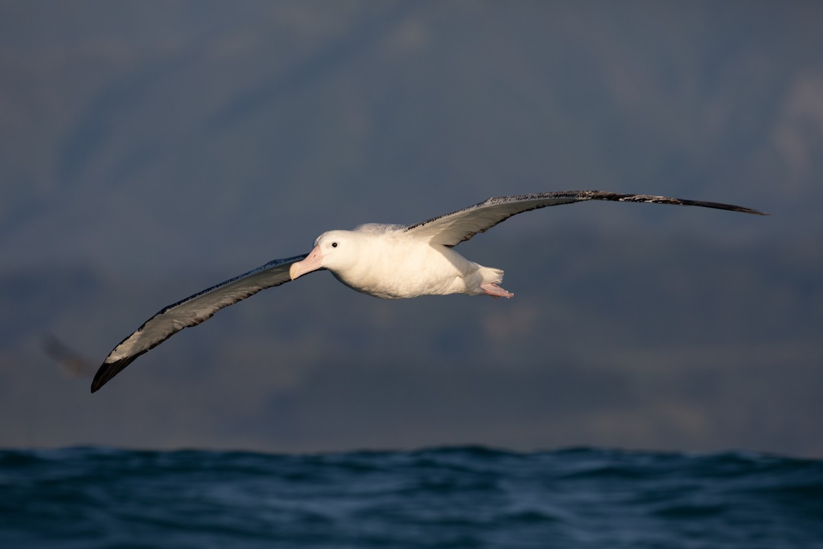 albatros stěhovavý/tristanský/jižní - ML646934488