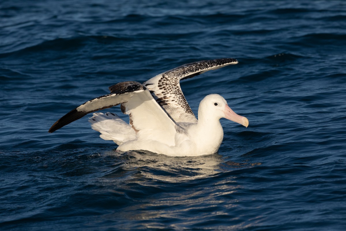 albatros stěhovavý/tristanský/jižní - ML646934489