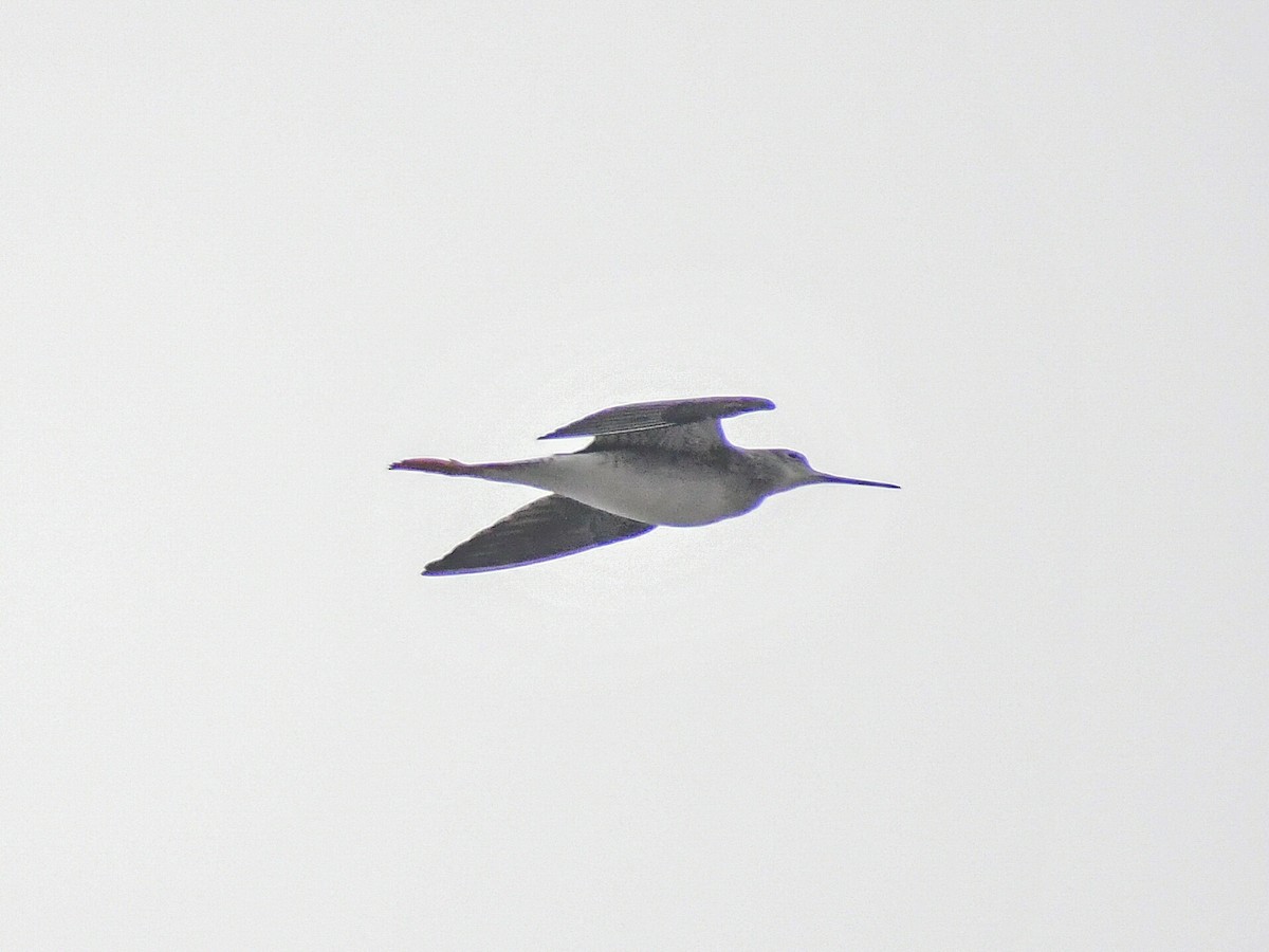 Solitary Sandpiper - ML646934490
