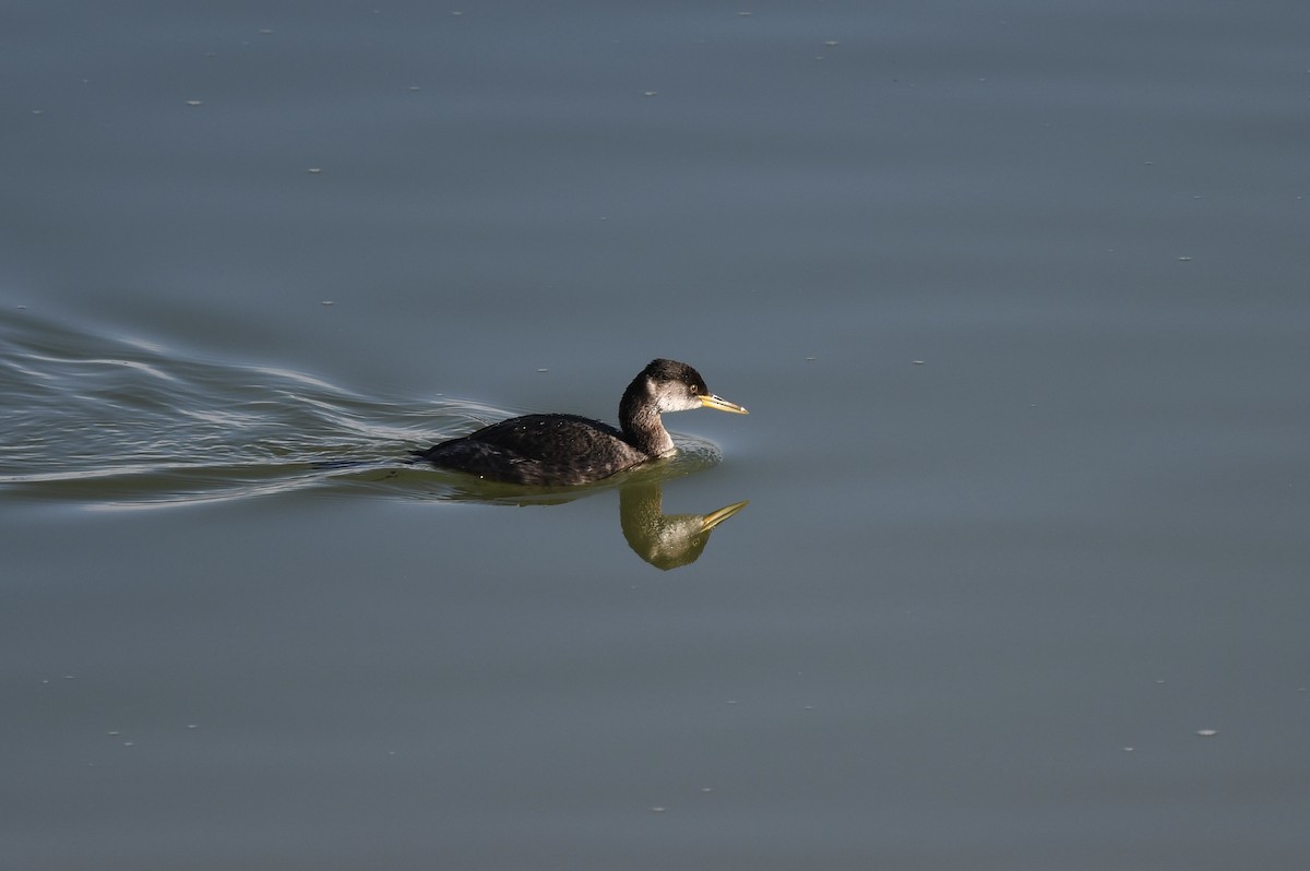 Somormujo Cuellirrojo - ML646934491