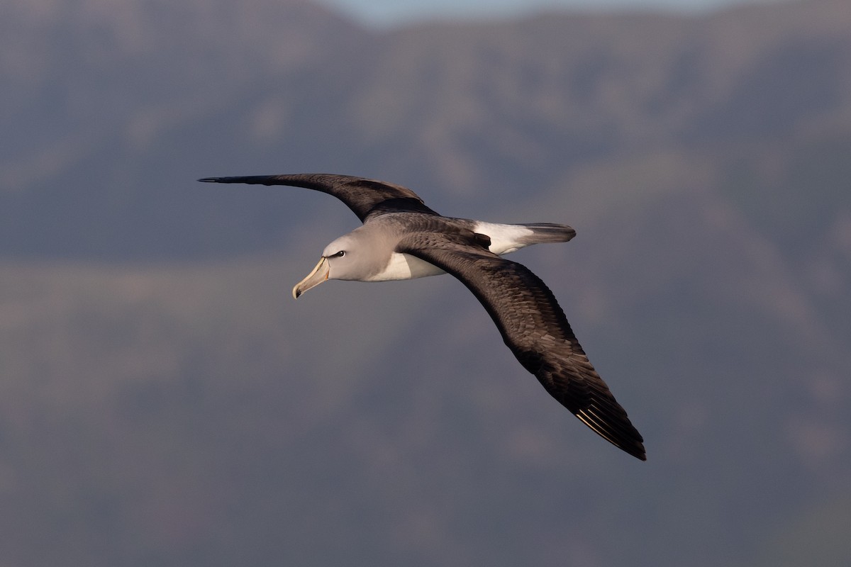 albatros snarský - ML646934498