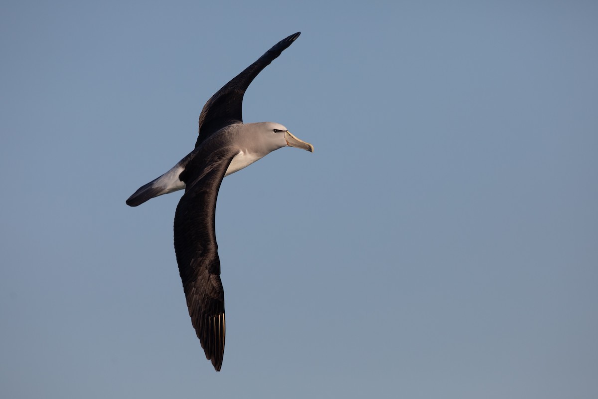 albatros snarský - ML646934499