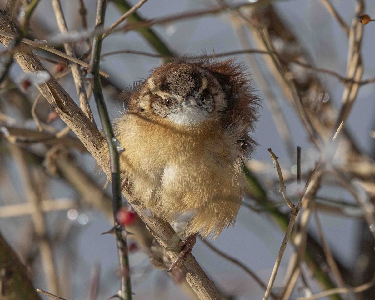 Carolina Wren - ML646934501