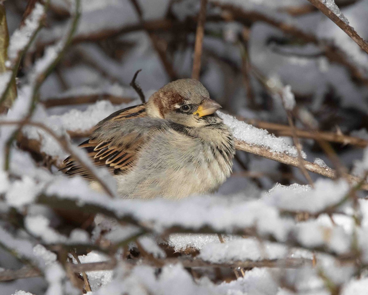 House Sparrow - ML646934507