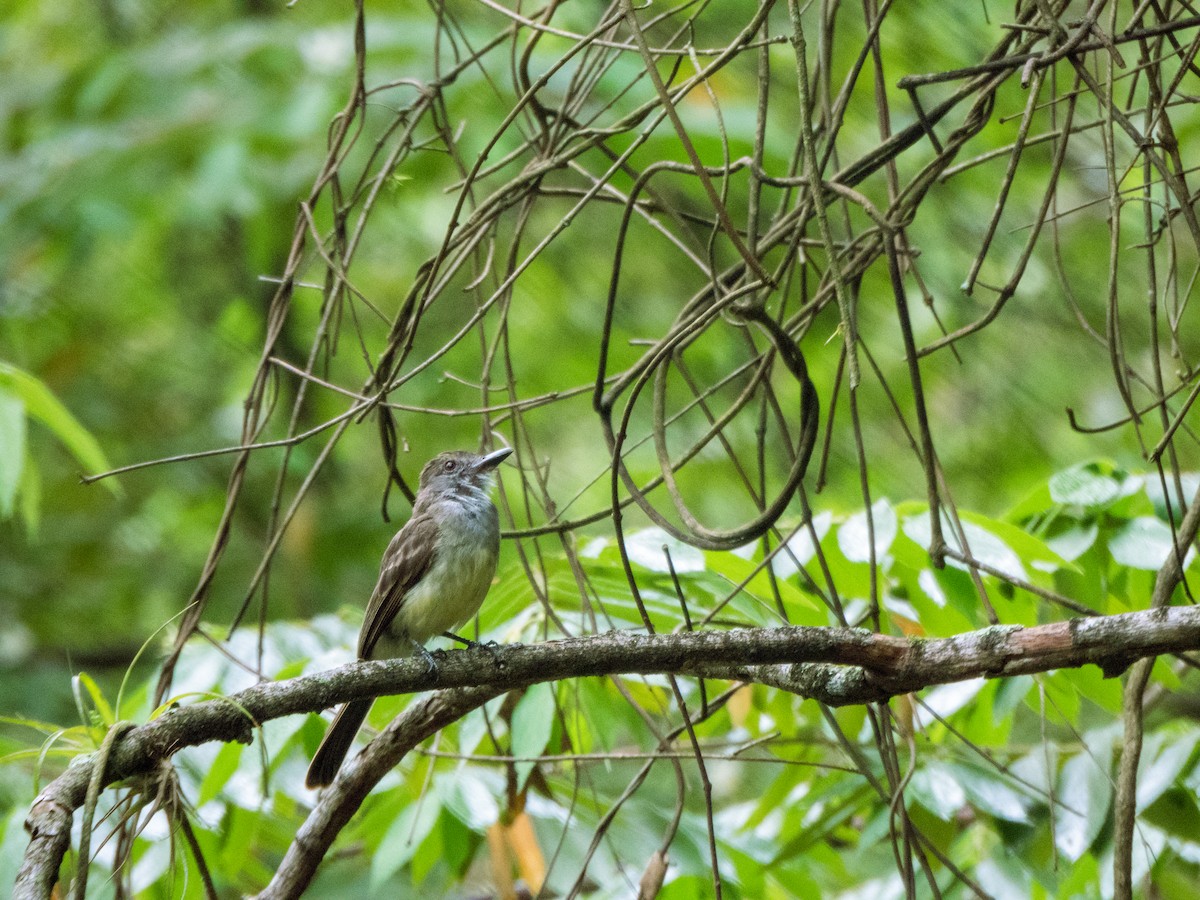 Pale-edged Flycatcher - ML646934509