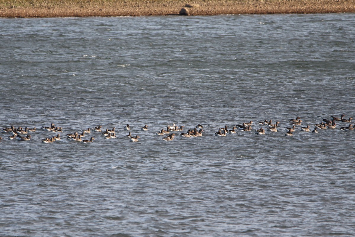 Graylag Goose - ML646934512