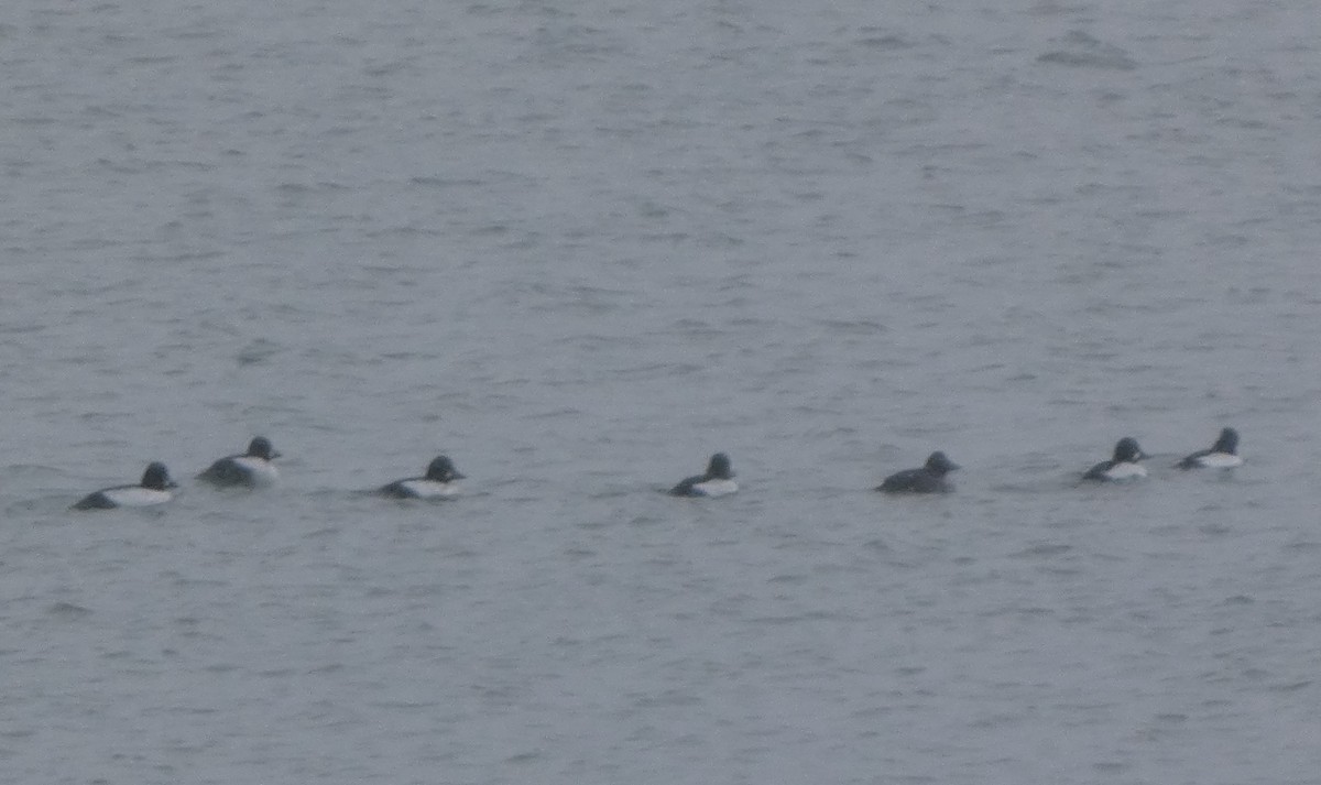 Altıngöz - ML646934514