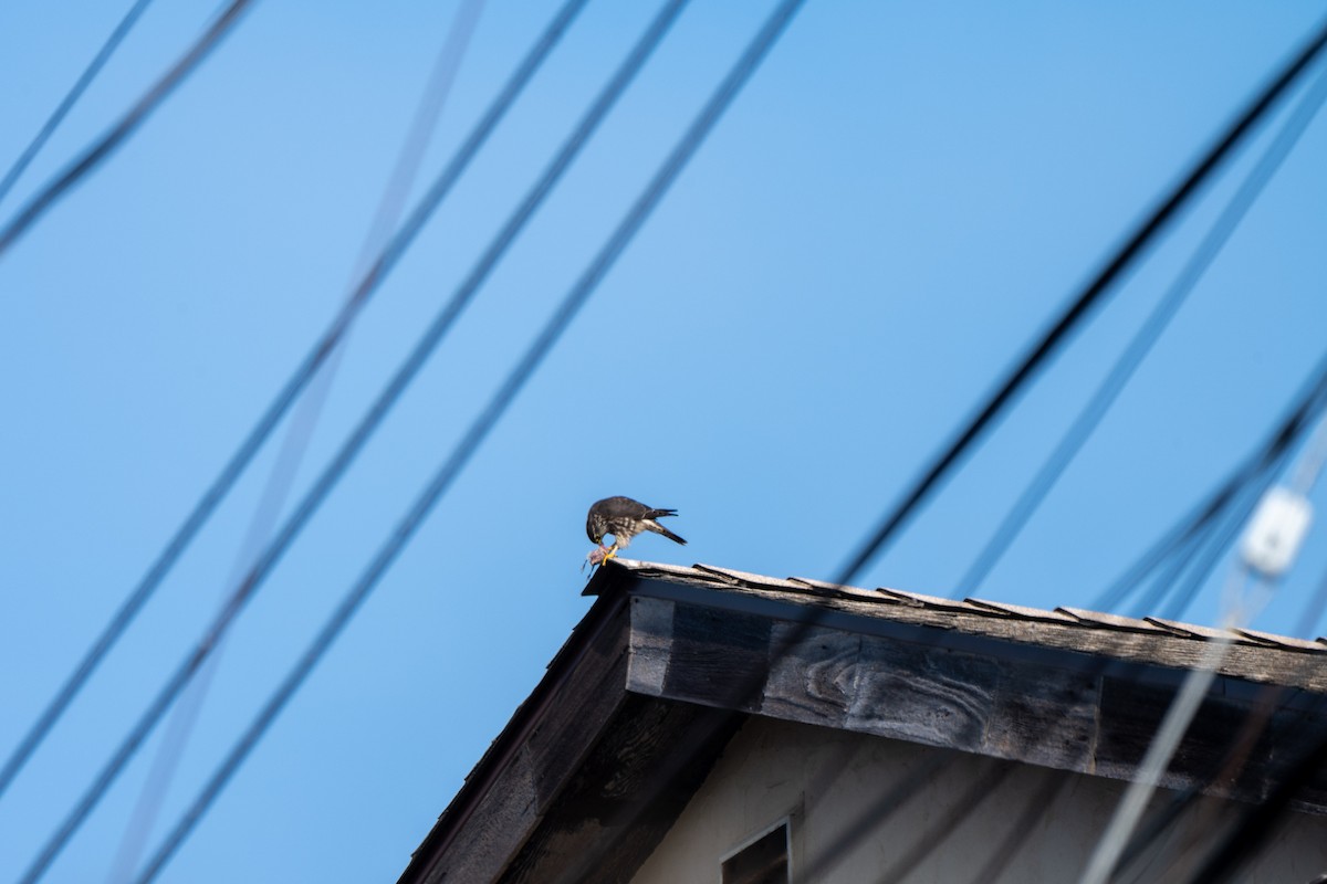 Merlin - ML646934518