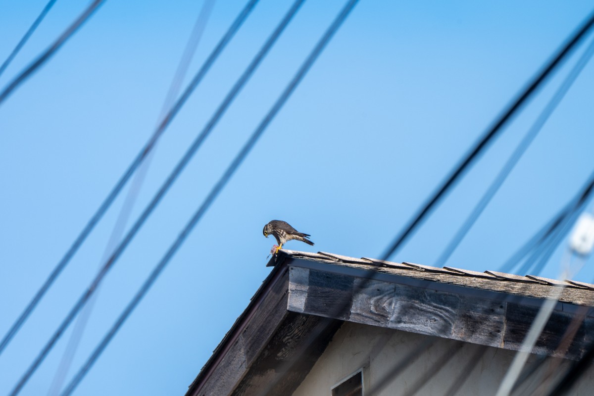 Merlin - ML646934519