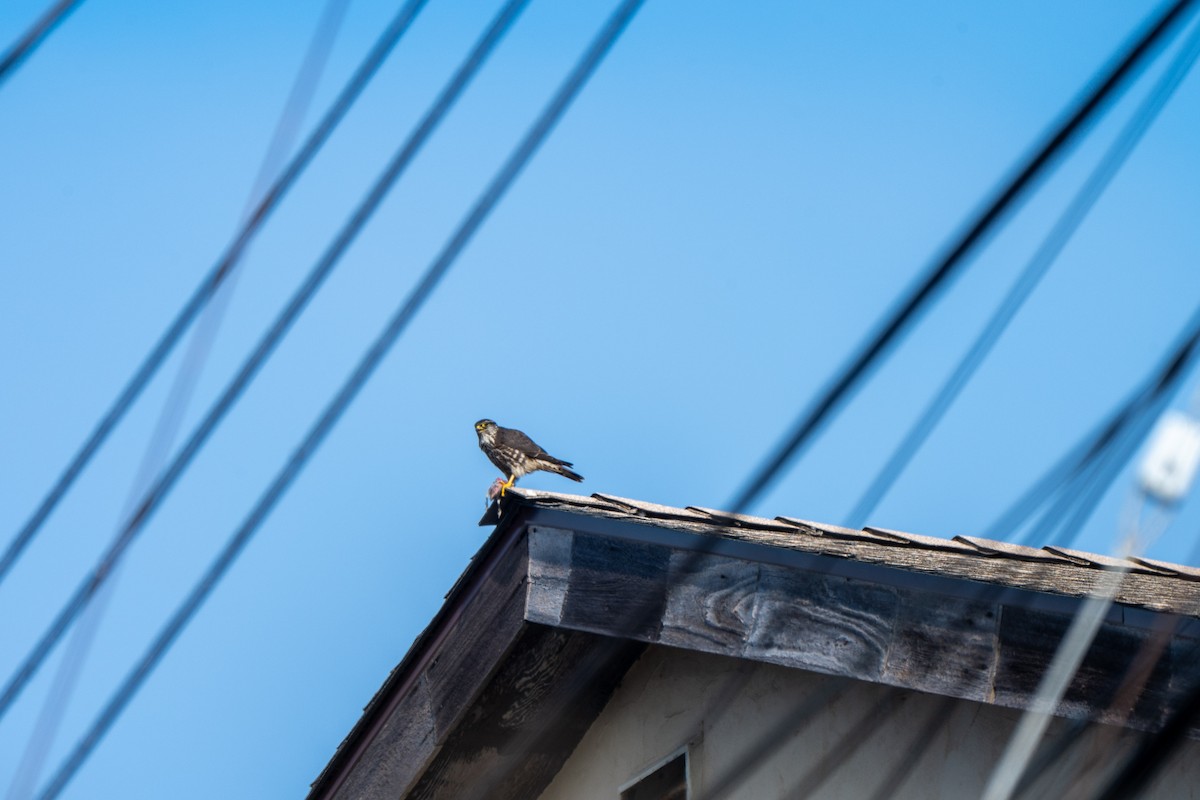 Merlin - ML646934520