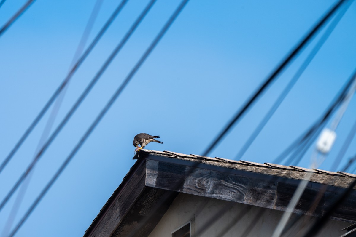 Merlin - ML646934521