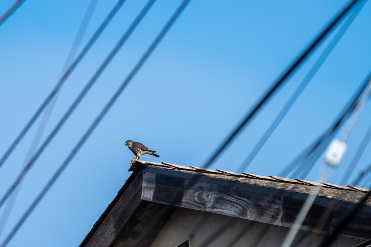 Merlin - ML646934522