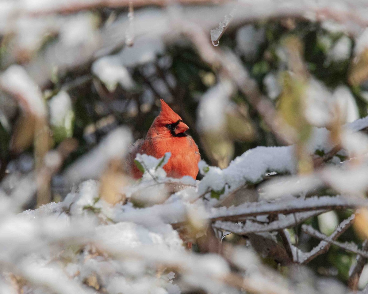 Northern Cardinal - ML646934524