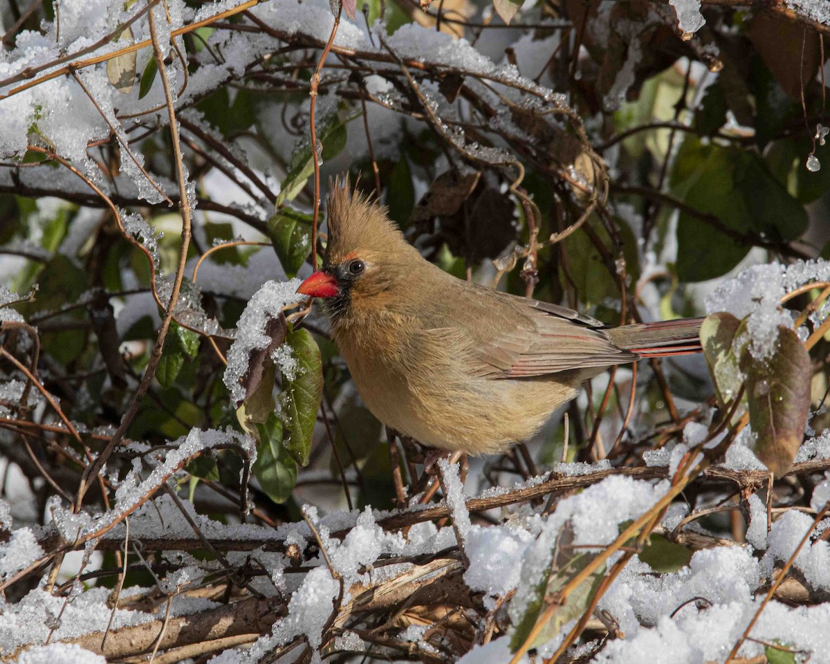 Northern Cardinal - ML646934526