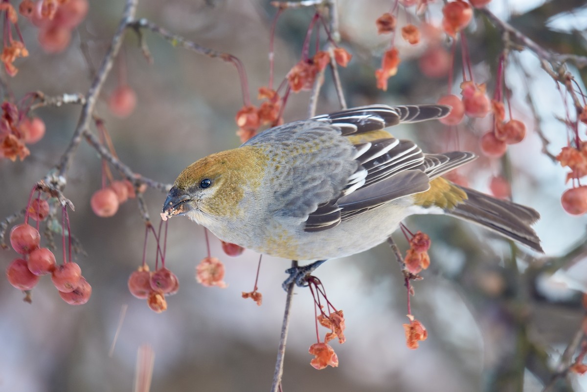 Pinu-gailupa - ML646934528