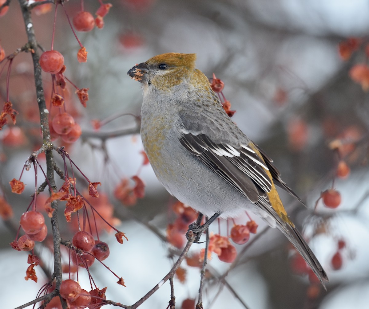 Pinu-gailupa - ML646934530