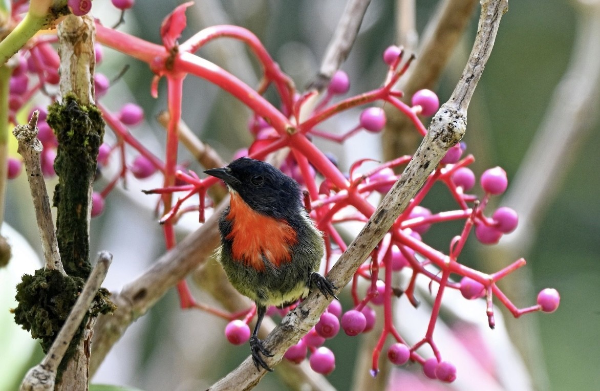 květozob horský - ML646934531