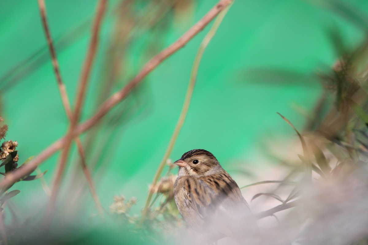 Clay-colored Sparrow - ML646934534