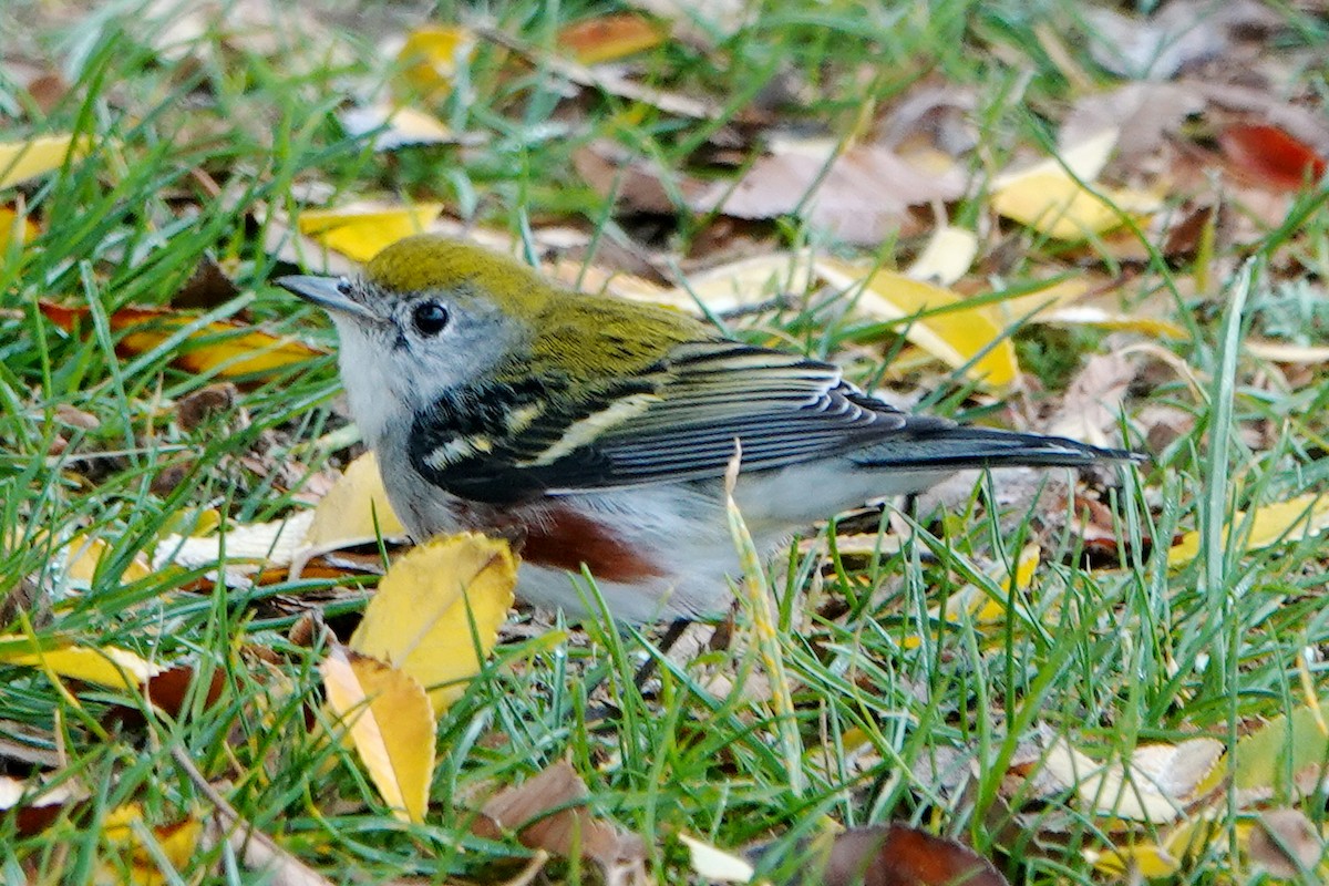 Paruline à flancs marron - ML646934535