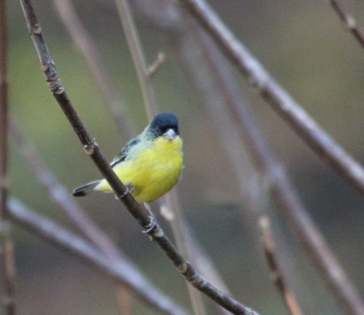 Lesser Goldfinch - ML646934536