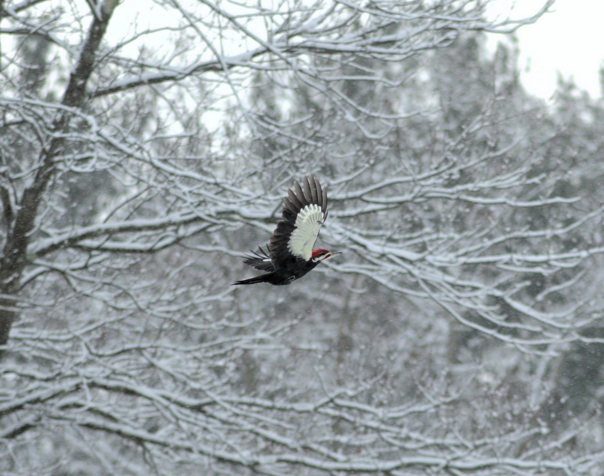 datel chocholatý - ML646934541