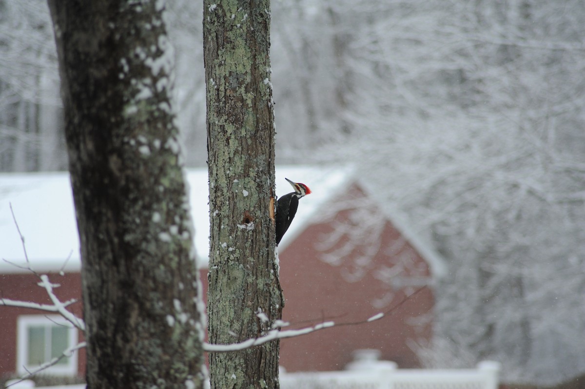datel chocholatý - ML646934543