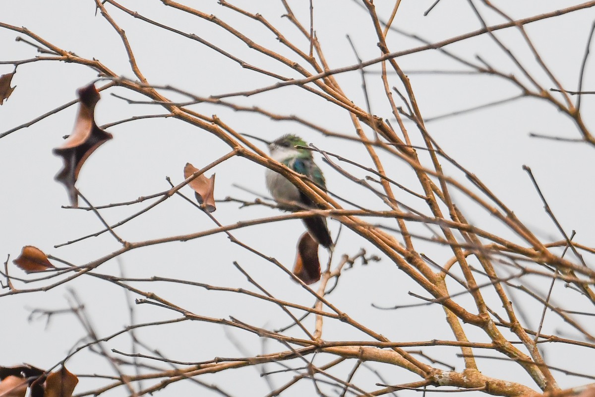 Фиолетоволобая талурания - ML646934545